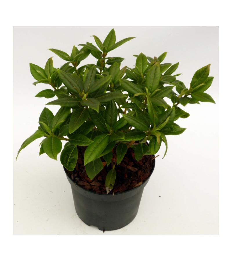 Dwerg rododendron (Rhododendron "Dora Amateis") heester