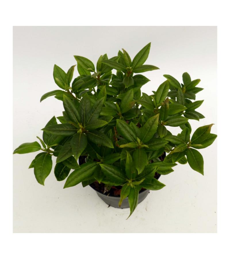 Dwerg rododendron (Rhododendron "Dora Amateis") heester
