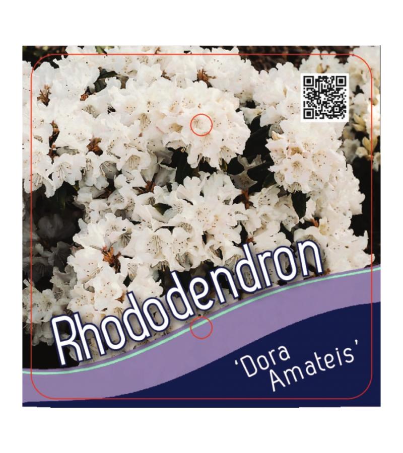 Dwerg rododendron (Rhododendron "Dora Amateis") heester