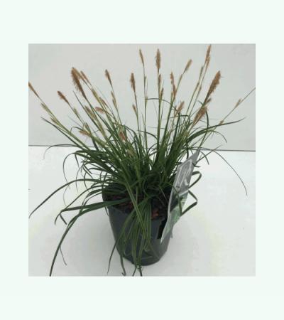 Zegge (Carex oshimensis "Everlime") siergras