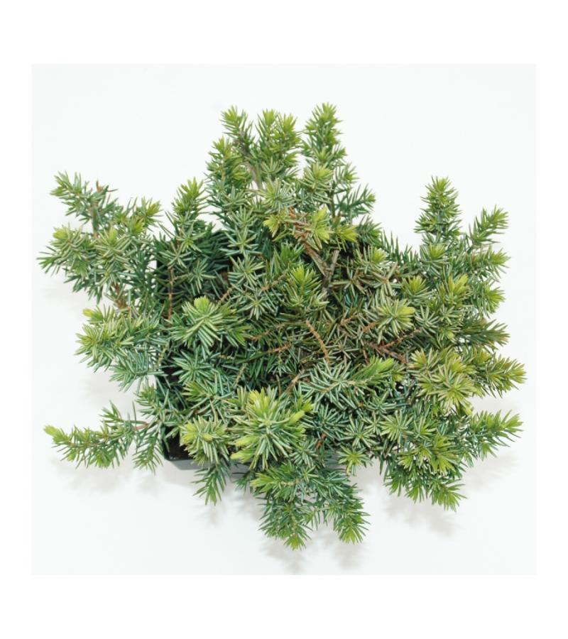 Kruipende jeneverbes (Juniperus conferta "Blue Pacific") conifeer