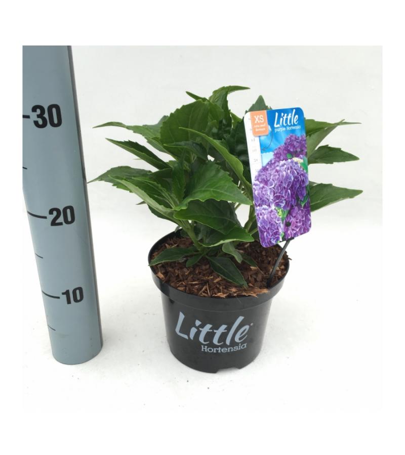 Hydrangea Macrophylla "XS Little Purple" boerenhortensia