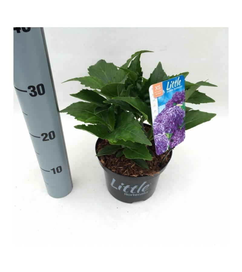 Hydrangea Macrophylla "XS Little Purple" boerenhortensia