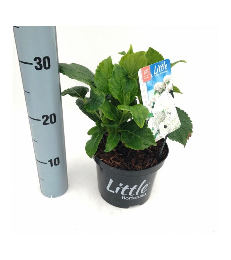 Hydrangea Macrophylla "XS Little White" boerenhortensia