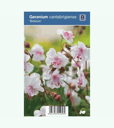 Ooievaarsbek (geranium cantabrigiense "Biokovo") schaduwplant