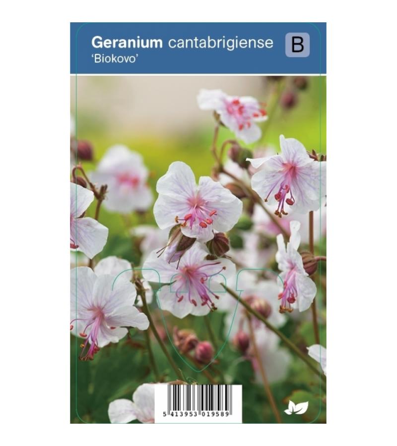 Ooievaarsbek (geranium cantabrigiense "Biokovo") schaduwplant