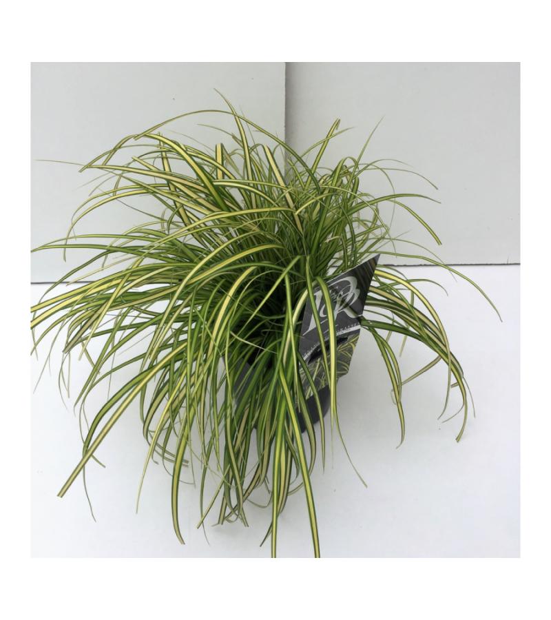 Zegge (Carex oshimensis "Eversheen") siergras