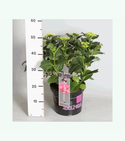 Hydrangea Macrophylla Classic® "French Cancan"® boerenhortensia