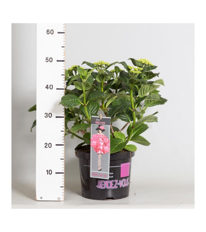 Hydrangea Macrophylla Classic® "French Cancan"® boerenhortensia