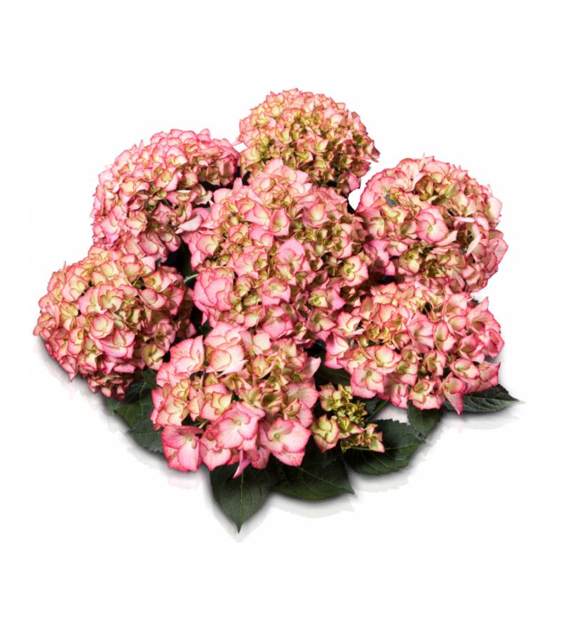Hydrangea Macrophylla Classic® "Adula Pink"® boerenhortensia