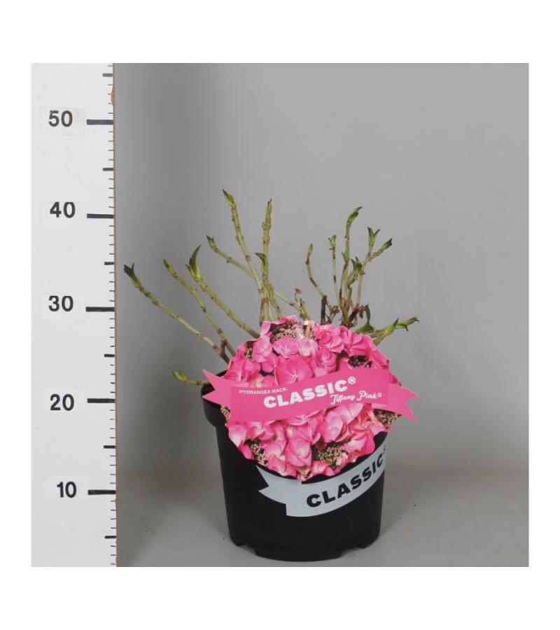 Hydrangea Macrophylla Classic® "Tiffany Pink"® schermhortensia