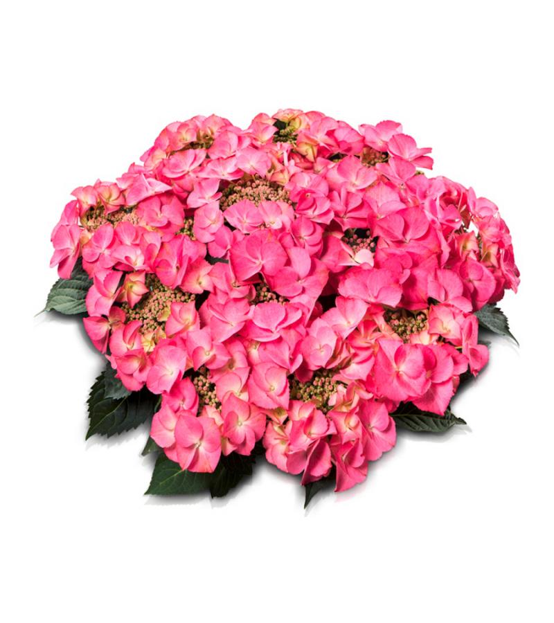 Hydrangea Macrophylla Classic® "Tiffany Pink"® schermhortensia