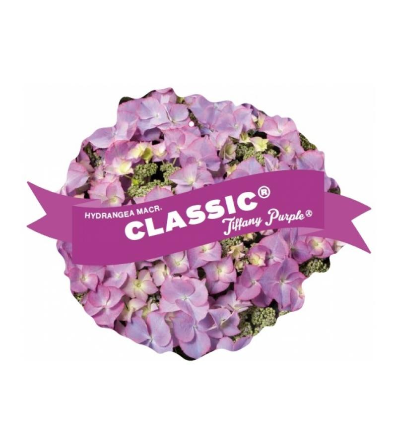 Hydrangea Macrophylla Classic® "Tiffany Blue"® schermhortensia