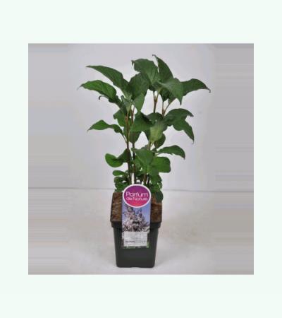 Sering (syringa villosae "Telimena") 