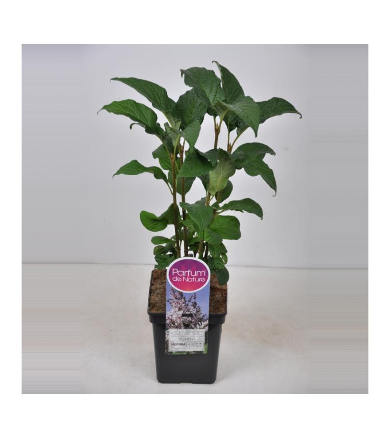 Sering (syringa villosae "Telimena") 