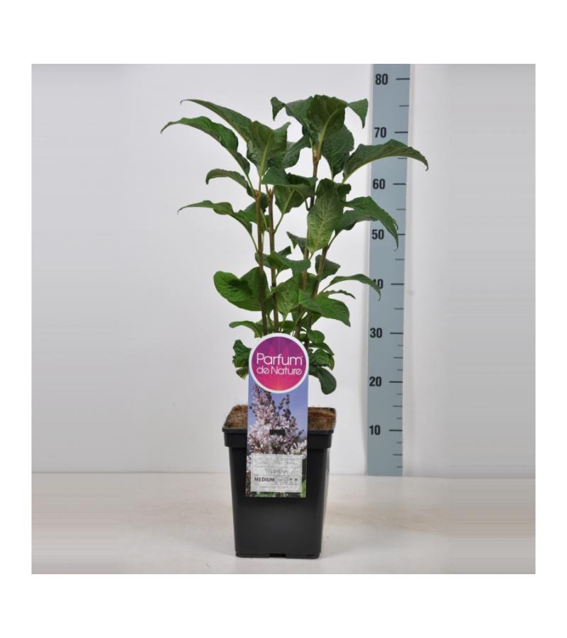 Sering (syringa villosae "Telimena") 