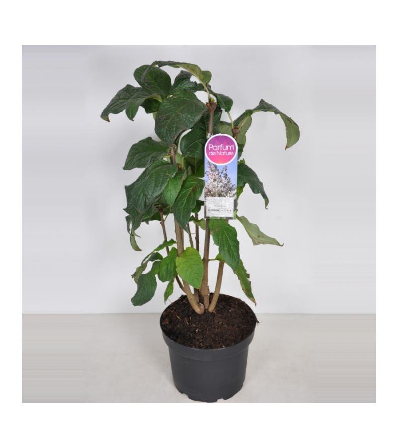 Sering (syringa villosae "Telimena") 