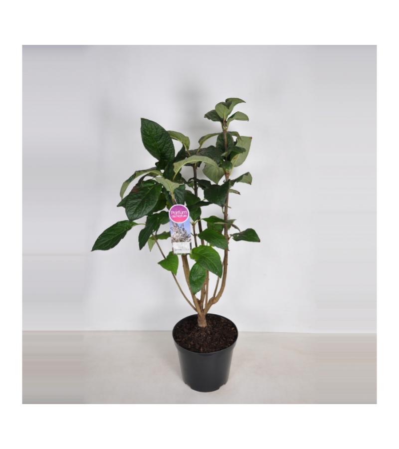 Sering (syringa villosae "Telimena") 