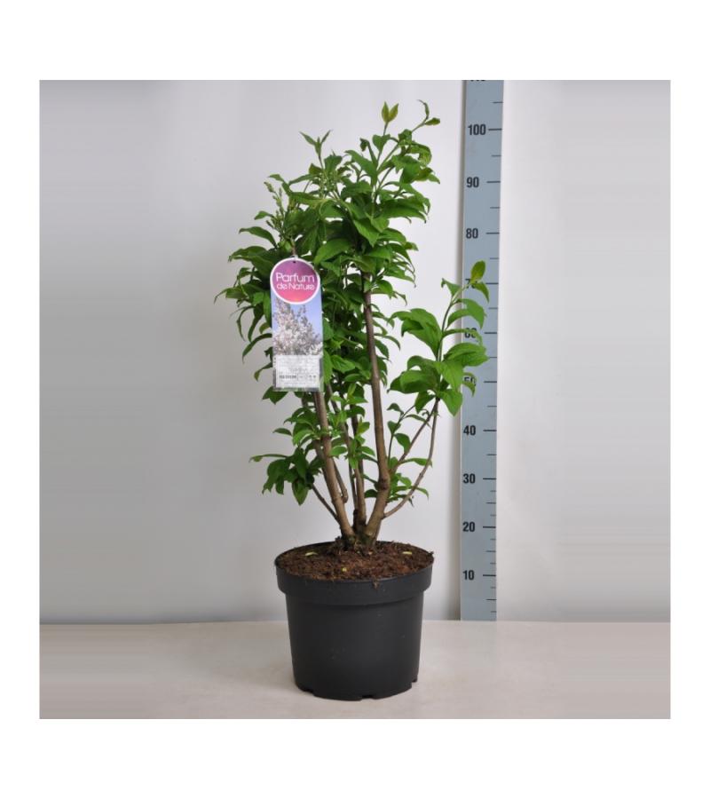 Sering (syringa villosae "Telimena") 