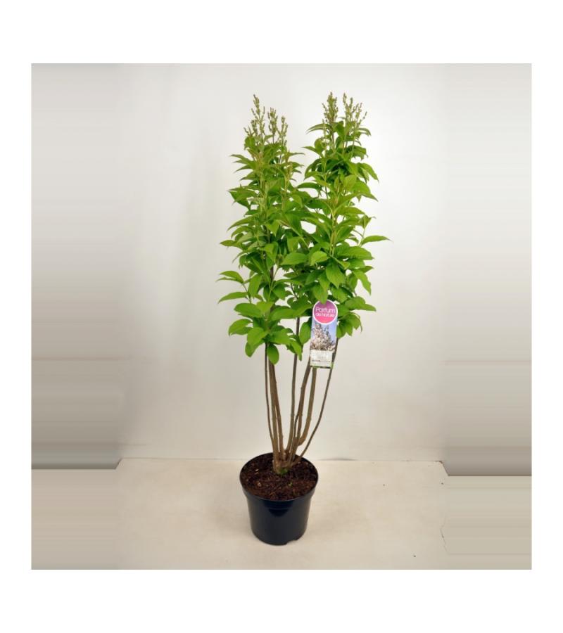 Sering (syringa villosae "Telimena") 