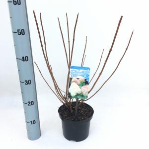 Hydrangea Paniculata "Phantom" pluimhortensia