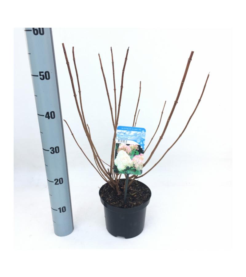 Hydrangea Paniculata "Phantom" pluimhortensia