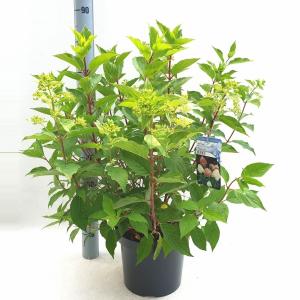 Hydrangea Paniculata 