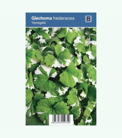 Hondsdraf (glechoma hederacea "Variegata") schaduwplant
