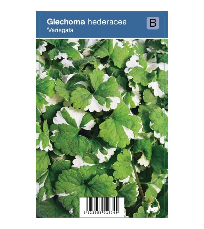 Hondsdraf (glechoma hederacea "Variegata") schaduwplant