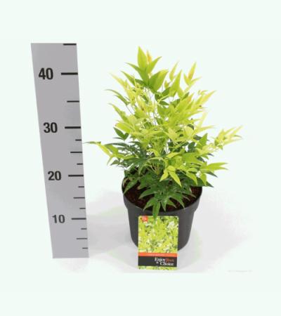 Hemelse bamboe (Nandina domestica “Lemon and Lime”®) heester