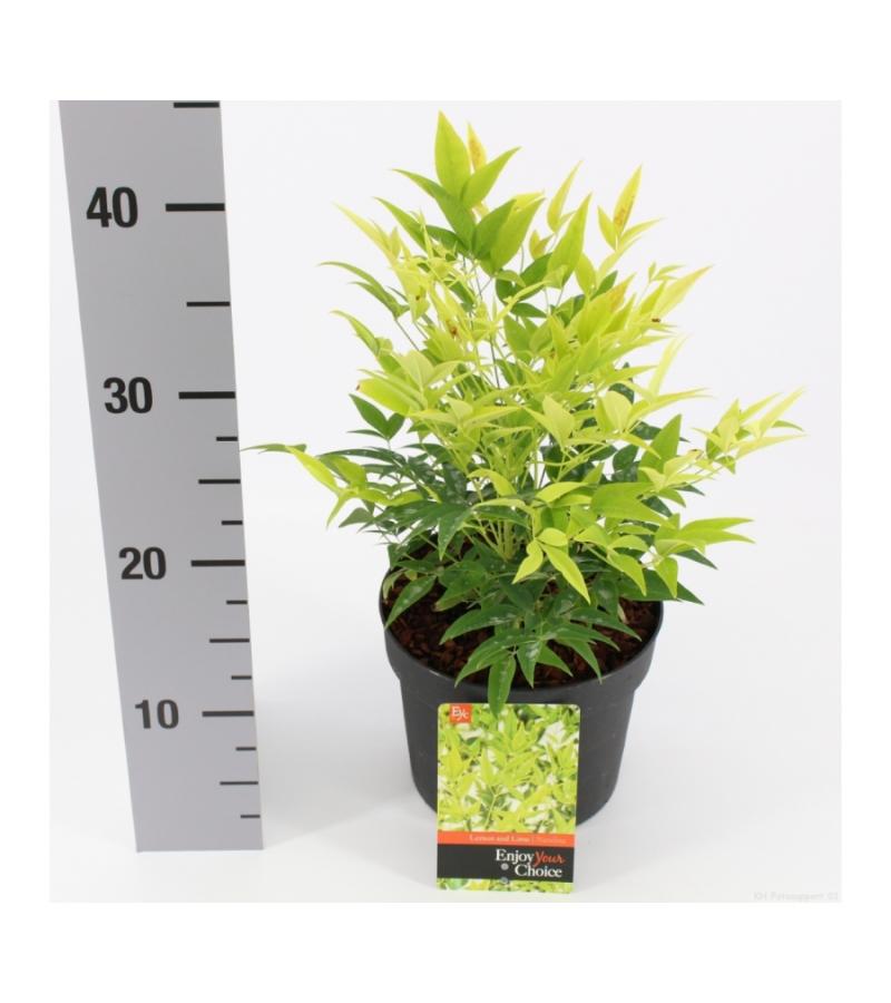 Hemelse bamboe (Nandina domestica “Lemon and Lime”®) heester