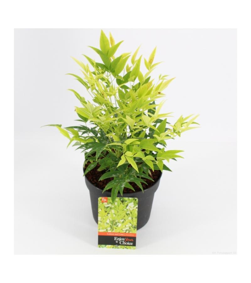 Hemelse bamboe (Nandina domestica “Lemon and Lime”®) heester