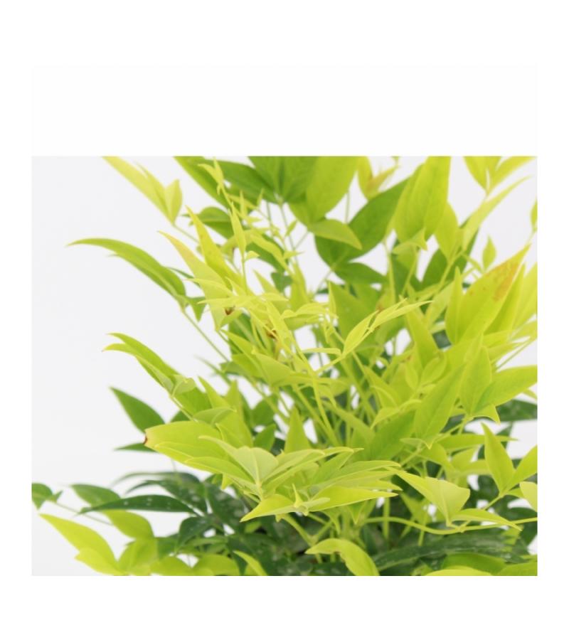 Hemelse bamboe (Nandina domestica “Lemon and Lime”®) heester