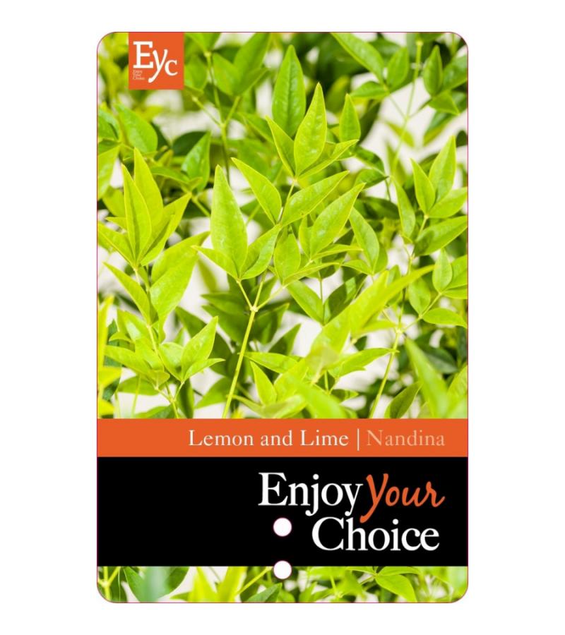 Hemelse bamboe (Nandina domestica “Lemon and Lime”®) heester