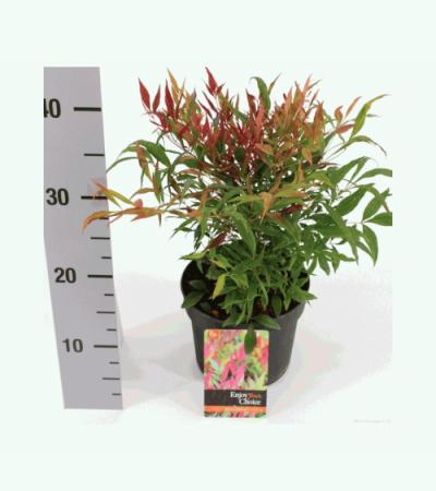 Hemelse bamboe (Nandina domestica “Tuscan Flame”®) heester