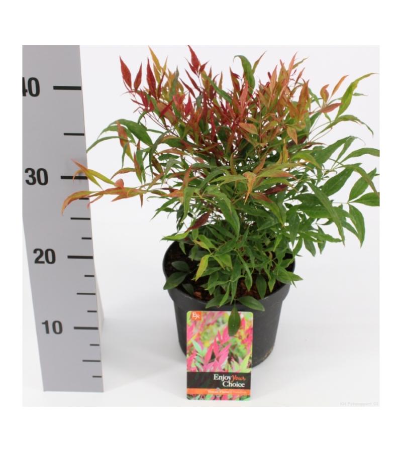 Hemelse bamboe (Nandina domestica “Tuscan Flame”®) heester