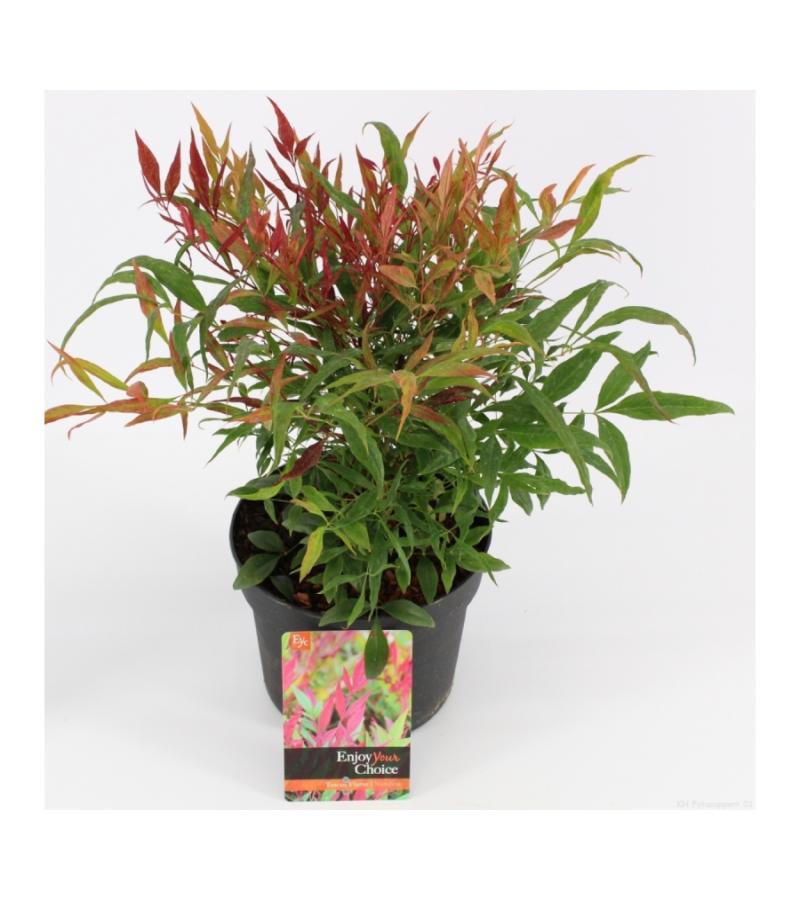 Hemelse bamboe (Nandina domestica “Tuscan Flame”®) heester