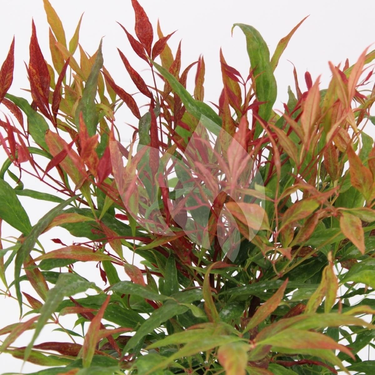 Plantenwinkel.nl Hemelse bamboe (Nandina domestica “Tuscan Flame