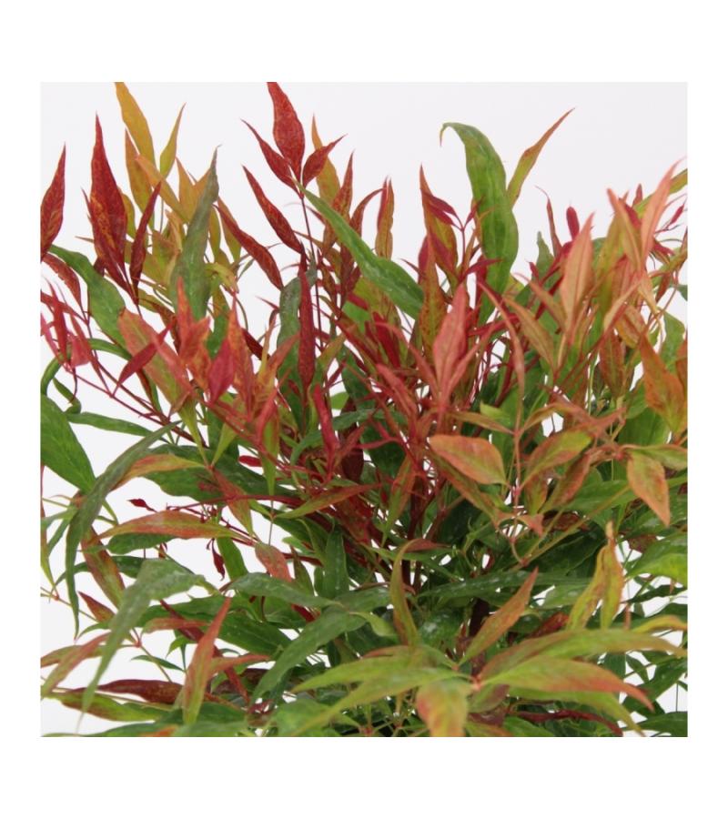 Hemelse bamboe (Nandina domestica “Tuscan Flame”®) heester
