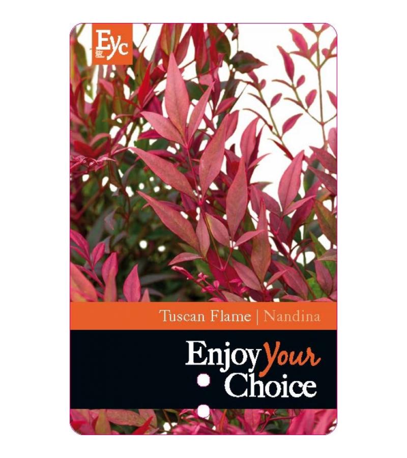Hemelse bamboe (Nandina domestica “Tuscan Flame”®) heester