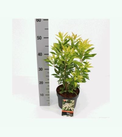 Rotsheide (Pieris Japonica “Brouwers Beauty”) heester