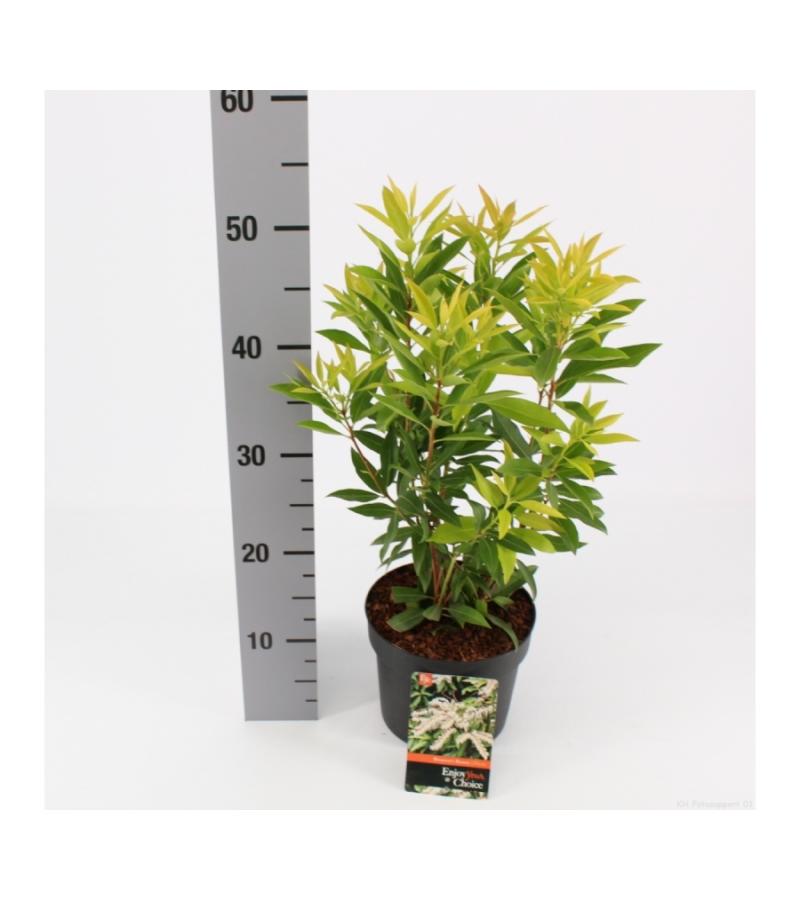 Rotsheide (Pieris Japonica “Brouwers Beauty”) heester