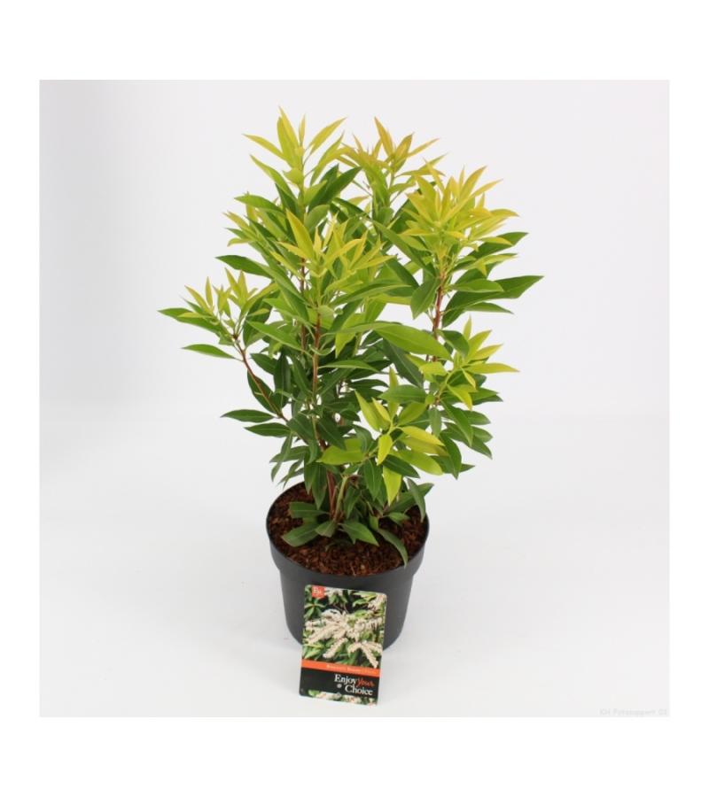 Rotsheide (Pieris Japonica “Brouwers Beauty”) heester