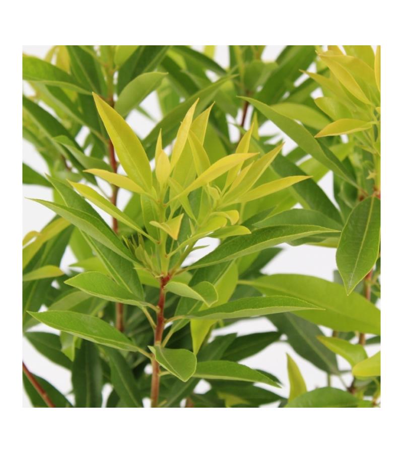 Rotsheide (Pieris Japonica “Brouwers Beauty”) heester