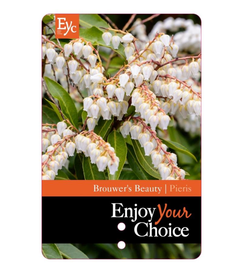 Rotsheide (Pieris Japonica “Brouwers Beauty”) heester