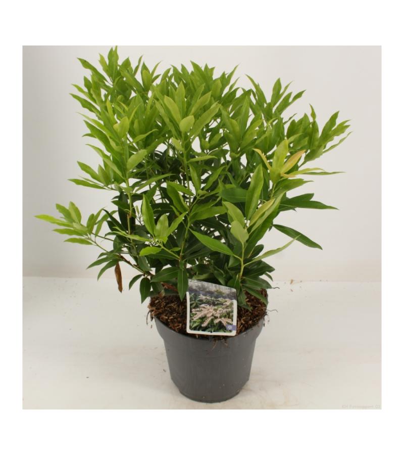 Rotsheide (Pieris Japonica “Brouwers Beauty”) heester