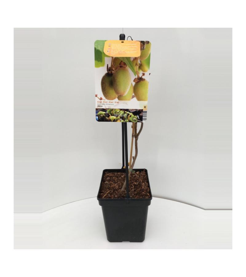 Kiwi (actinidia chinensis "Jenny") fruitplanten