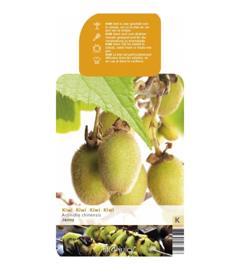 Kiwi (actinidia chinensis "Jenny") fruitplanten