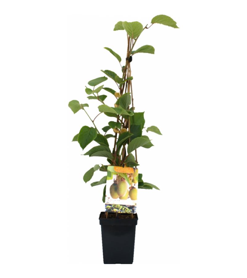 Kiwi (actinidia chinensis "Jenny") fruitplanten