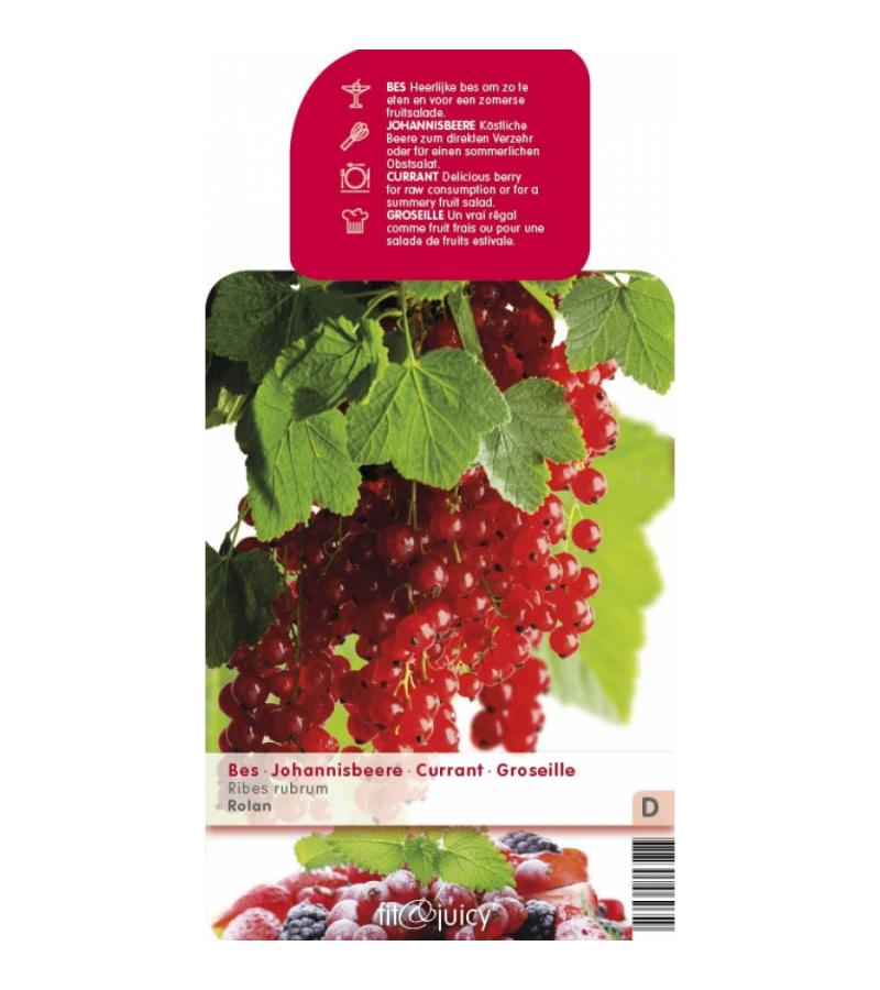 Rode bes (ribes rubrum "Rolan") fruitplanten